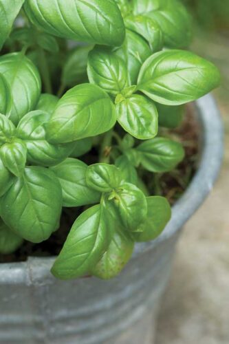 Growing Basil: From Harvesting to Using